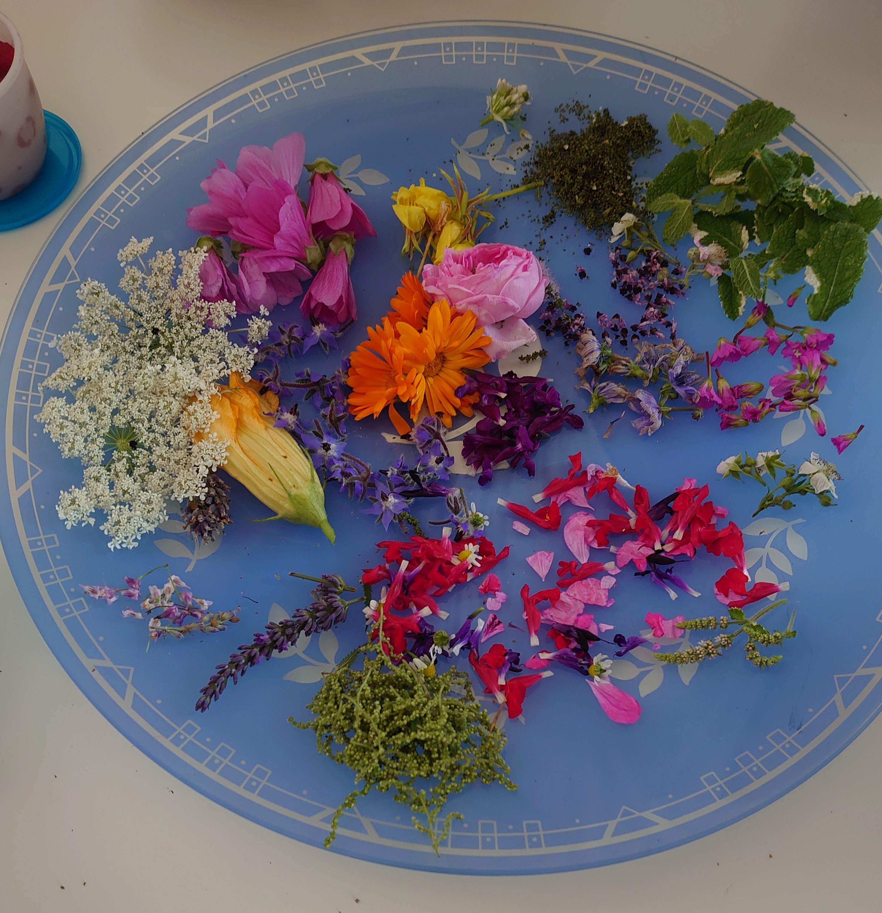 Blüten Wildkräuterküche