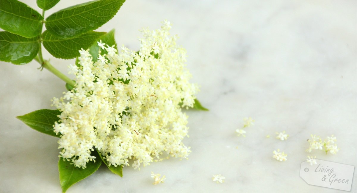 Holunderblüte